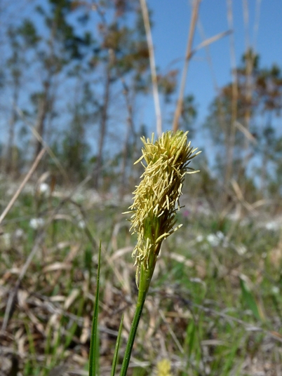 {Carex crawei}